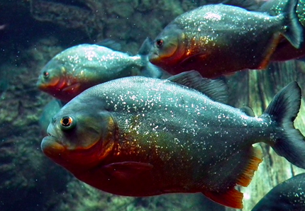 Piranha, tutta la verità sui denti letali